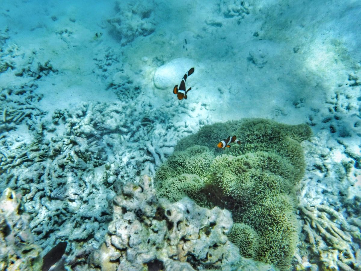 22nd Feb. 2016 pic📷

Clownfish°･🐠
カクレ...