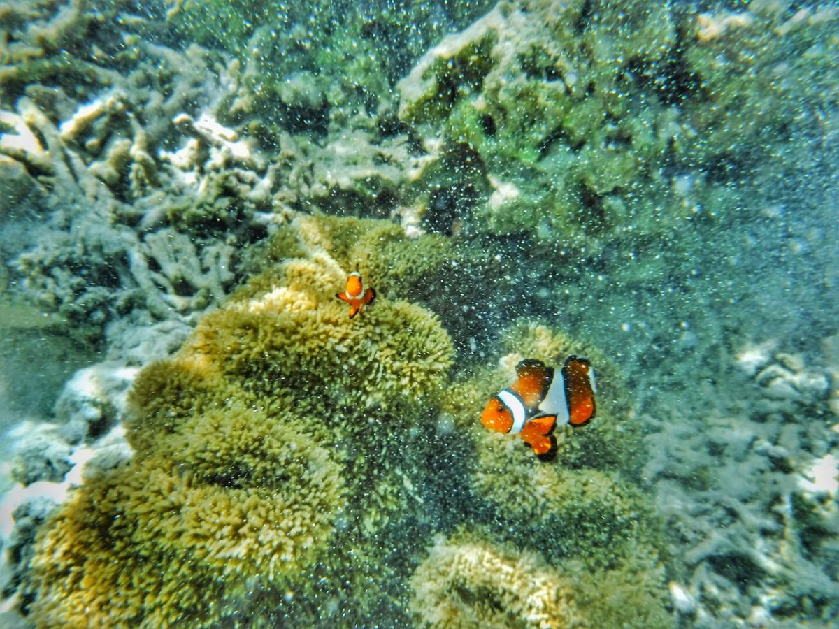 22nd Feb. 2016 pic📷

Clownfish°･🐠
カクレ...