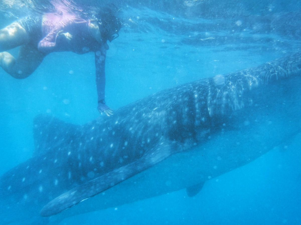 22nd Feb. 2016 pic📷

わーい♡
一緒に泳いでる〜🦈*°