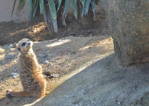 かば・ミーアキャット・アルパカ🦛🦙