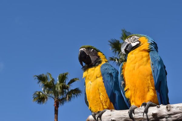 日本・和歌山「CuQ女子 卒業旅行 @白浜」の写真：トリ🦜