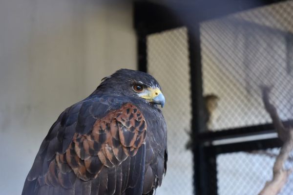 日本・和歌山「CuQ女子 卒業旅行 @白浜」の写真：トリ🦉🦅