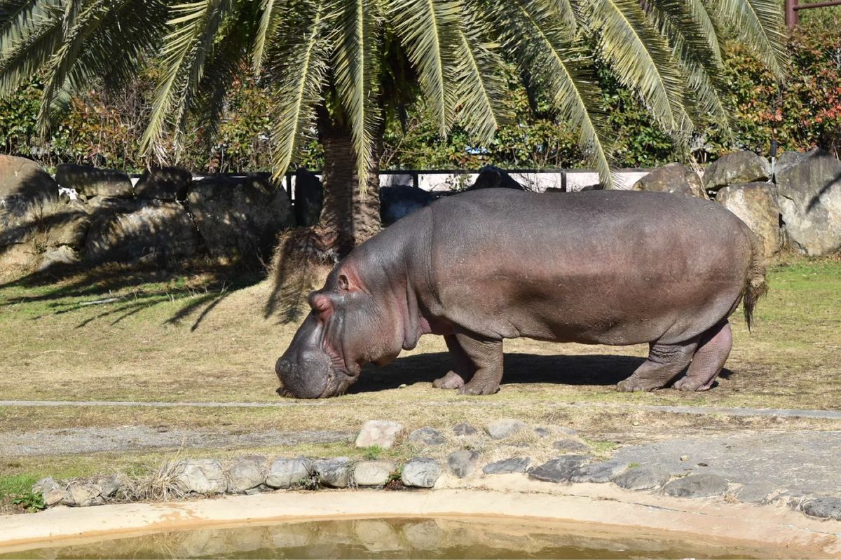 かば・ミーアキャット・アルパカ🦛🦙