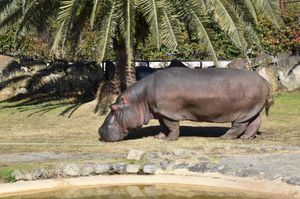 かば・ミーアキャット・アルパカ🦛🦙