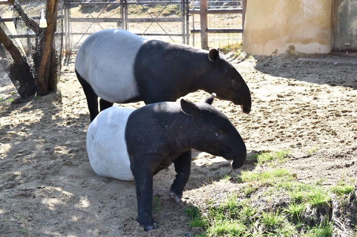 マレーバク・ヤギ・マーラ・カメ🐐🐢