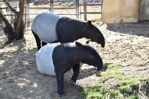 マレーバク・ヤギ・マーラ・カメ🐐🐢