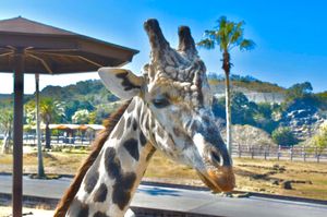 ぞう・しまうま・きりん・アジアスイギュウ🐘🦓🦒🐃