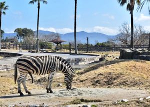 ぞう・しまうま・きりん・アジアスイギュウ🐘🦓🦒🐃