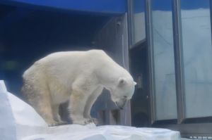 しろくま🐻‍❄️