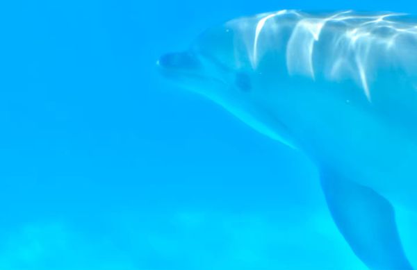 日本・和歌山「CuQ女子 卒業旅行 @白浜」の写真：いるか🐬