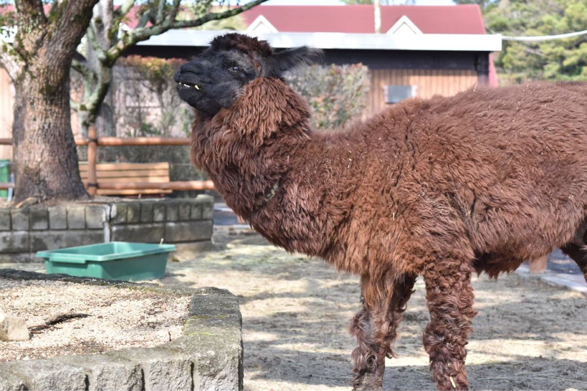 かば・ミーアキャット・アルパカ🦛🦙
