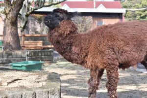 かば・ミーアキャット・アルパカ🦛🦙