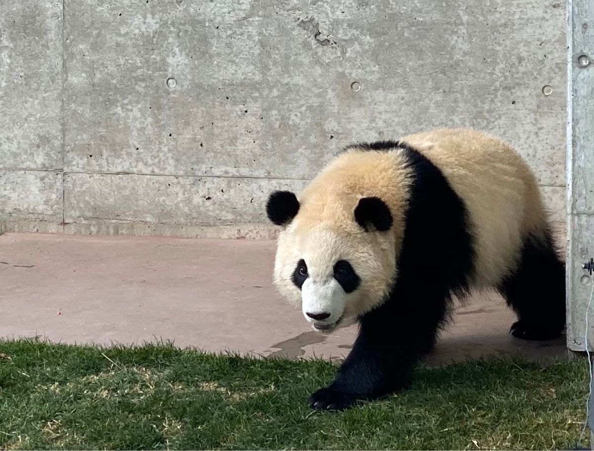 ぱんだ🐼