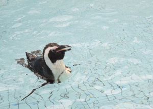 ペンギン🐧