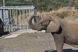 ぞう・しまうま・きりん・アジアスイギュウ🐘🦓🦒🐃