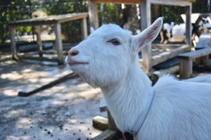 マレーバク・ヤギ・マーラ・カメ🐐🐢