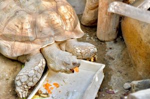 マレーバク・ヤギ・マーラ・カメ🐐🐢