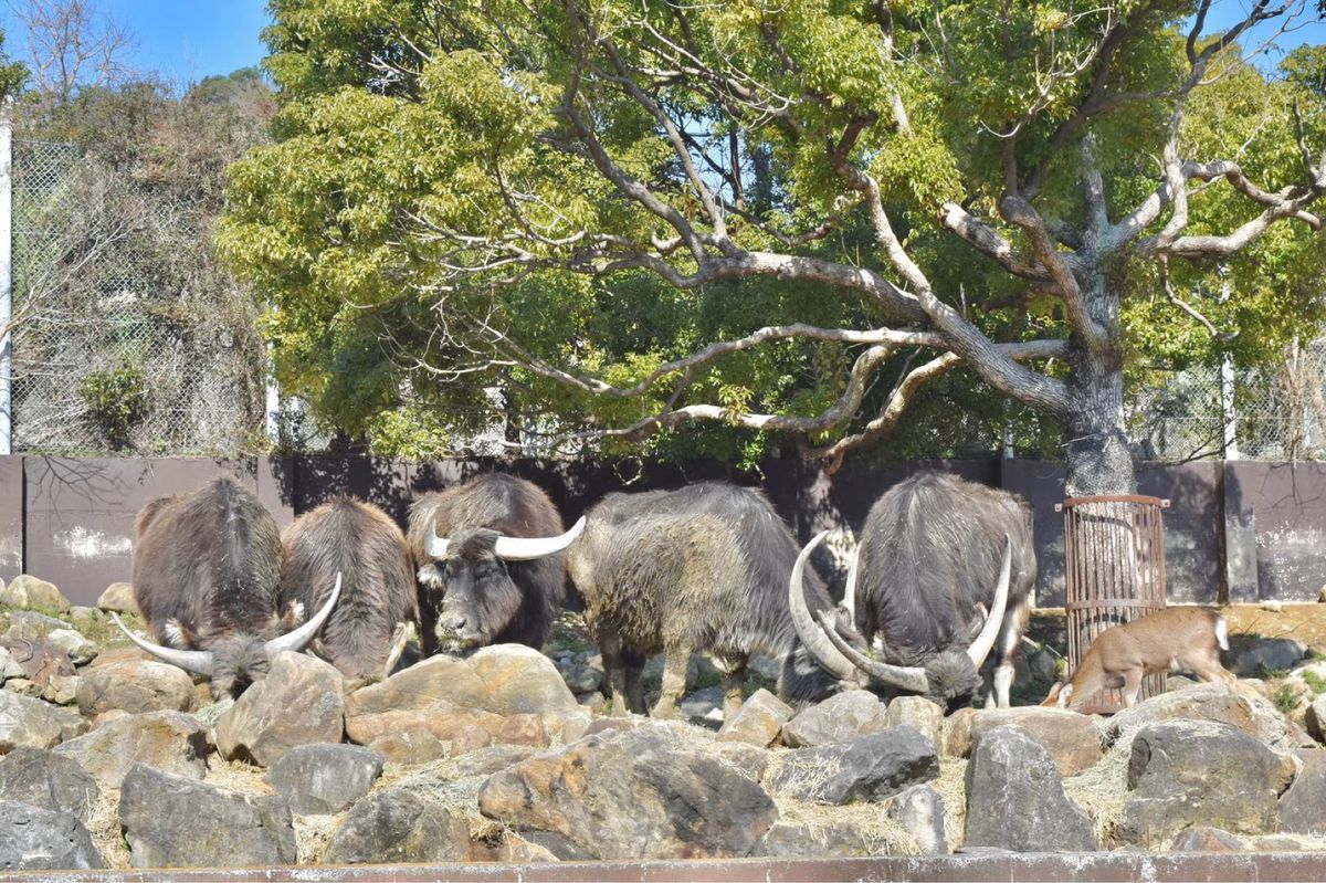 ぞう・しまうま・きりん・アジアスイギュウ🐘🦓🦒🐃