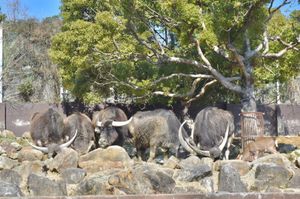 ぞう・しまうま・きりん・アジアスイギュウ🐘🦓🦒🐃