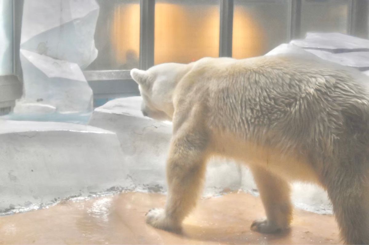 しろくま🐻‍❄️