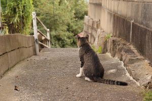 
尾道のねこ

