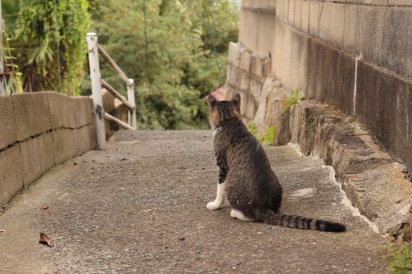 日本・岡山県「青春18きっぷの旅-尾道,倉敷」の写真：
尾道のねこ

