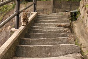 
尾道のねこ

