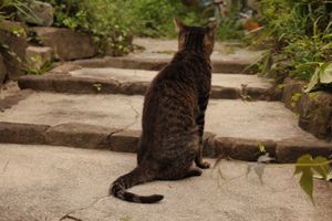 
尾道のねこ

