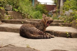 
尾道のねこ

