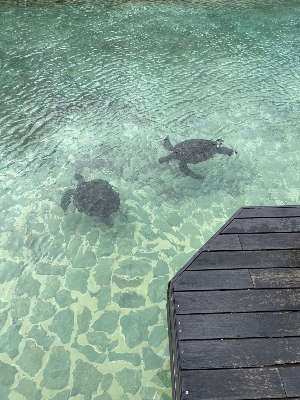 シギラアラマンダには亀がいて餌をあげれるんですけど大人気で速攻で餌なくなっ...
