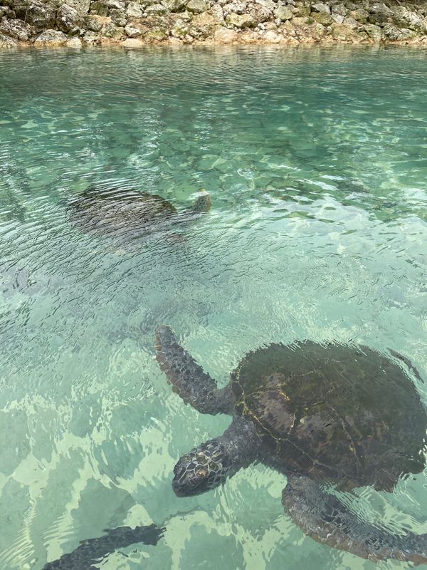 日本・沖縄「満月の宮古島」の写真：シギラアラマンダには亀がいて餌をあげれる...