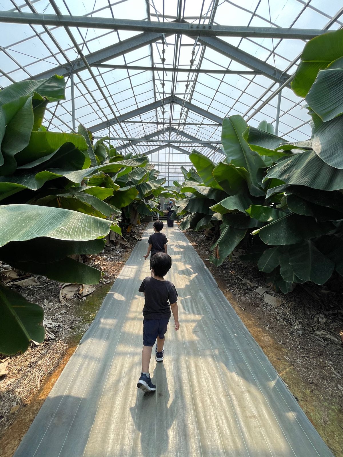 ユートピアファーム宮古島

フルーツジュースを飲みに行くも、マンゴーを食べ...