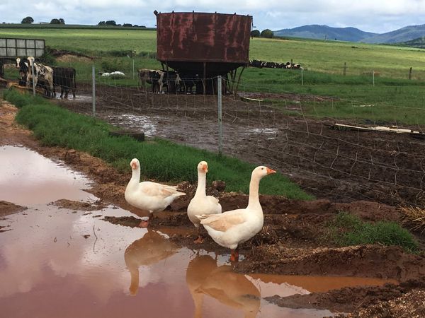オーストラリア連邦・ケアンズ「Cairns-Australia🇦🇺 2017.03」の写真：オーストラリアは時間が1/2の早さで進ん...