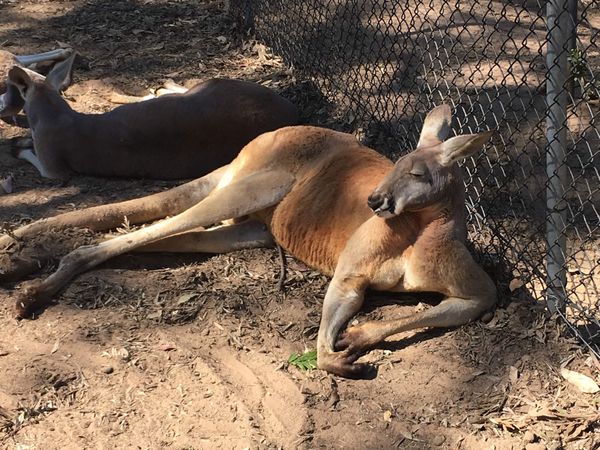 オーストラリア連邦・ブリスベン「Brisbane-Australia🇦🇺 2017.08」の写真：ローンパイン・コアラサンクチュアリ