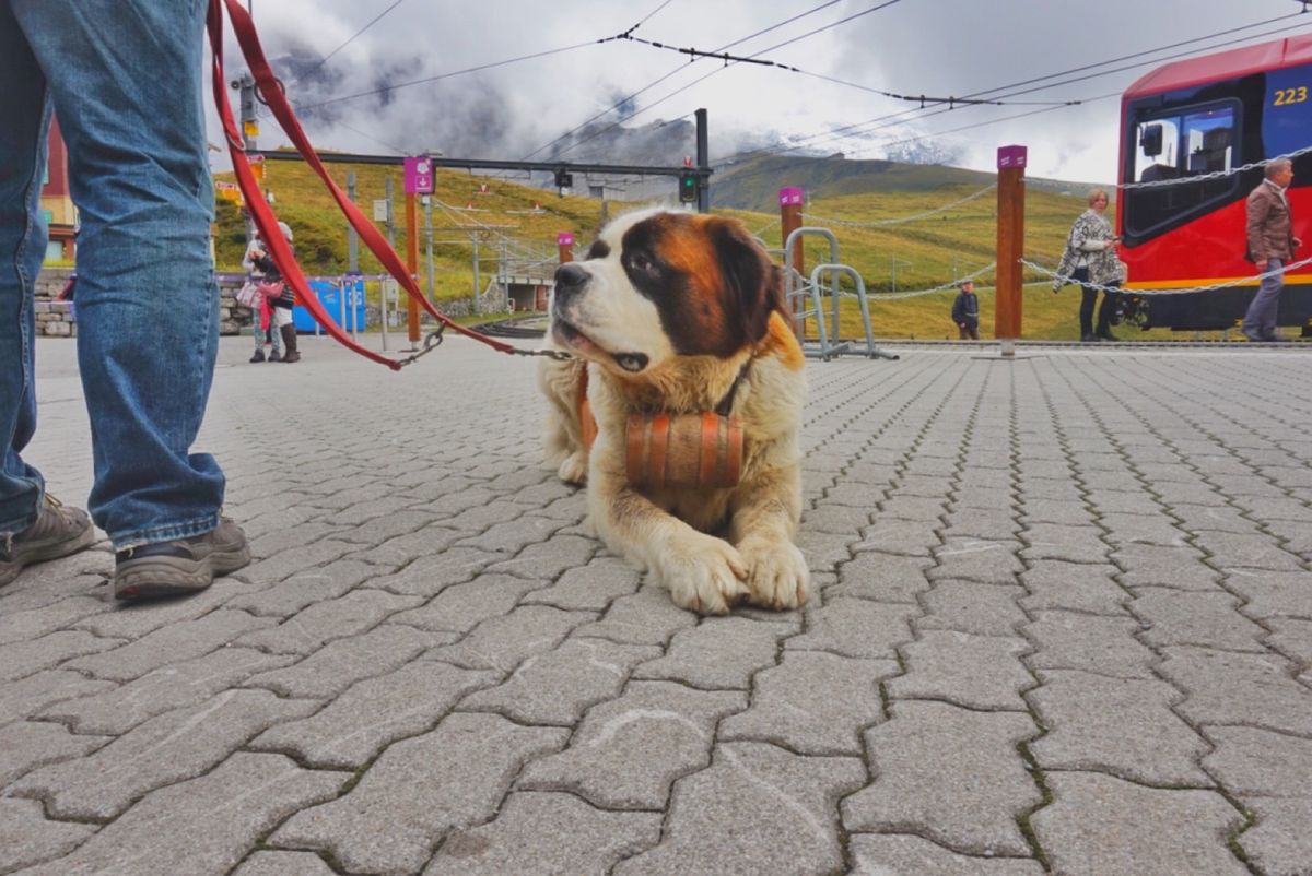 20th Sep. 2016 pic📷

Kleine Scheidegg...