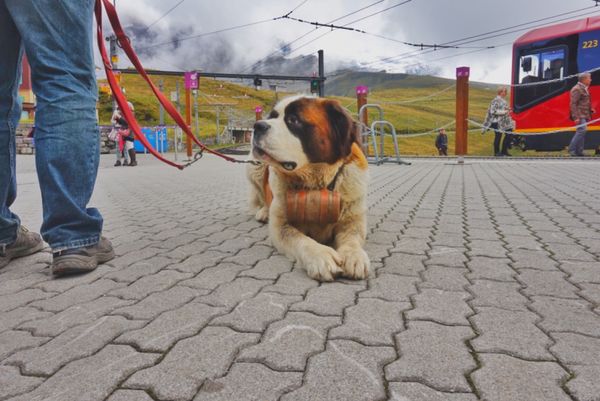 スイス・トップオブヨーロッパ「5ヶ国周遊🇪🇺job⚑⁎∗」の写真：20th Sep. 2016 pic📷
...