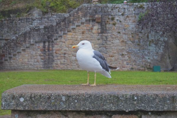スイス・トップオブヨーロッパ「5ヶ国周遊🇪🇺job⚑⁎∗」の写真：19th Sep. 2016 pic📷
...