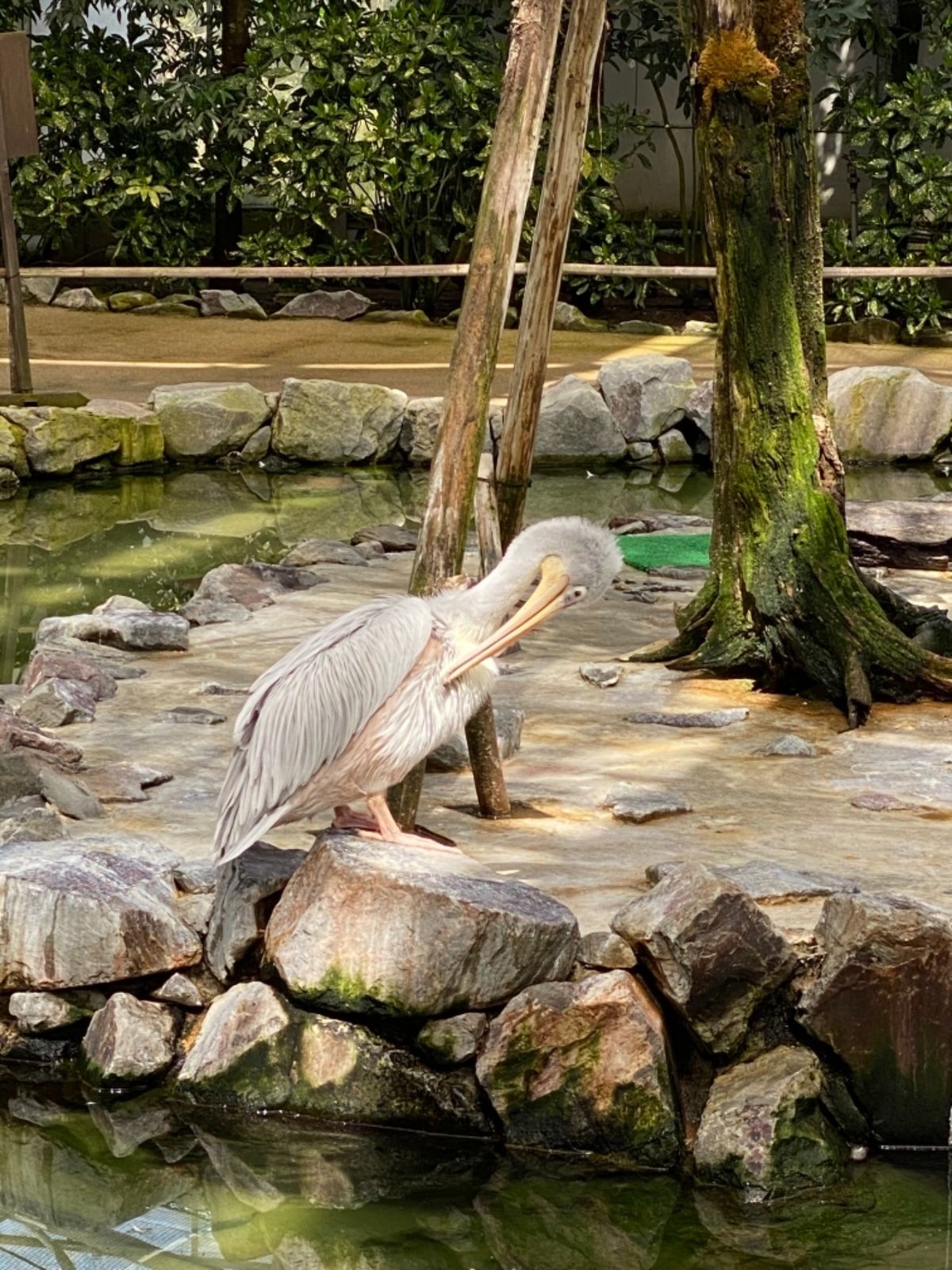 松江フォーゲルパーク花鳥園

トキの餌やり体験
一羽食い意地がすごい子がいる〜😂