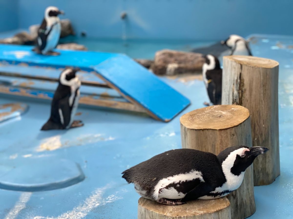 松江フォーゲルパーク花鳥園

ペンギンちゃん達可愛い！！🐧
