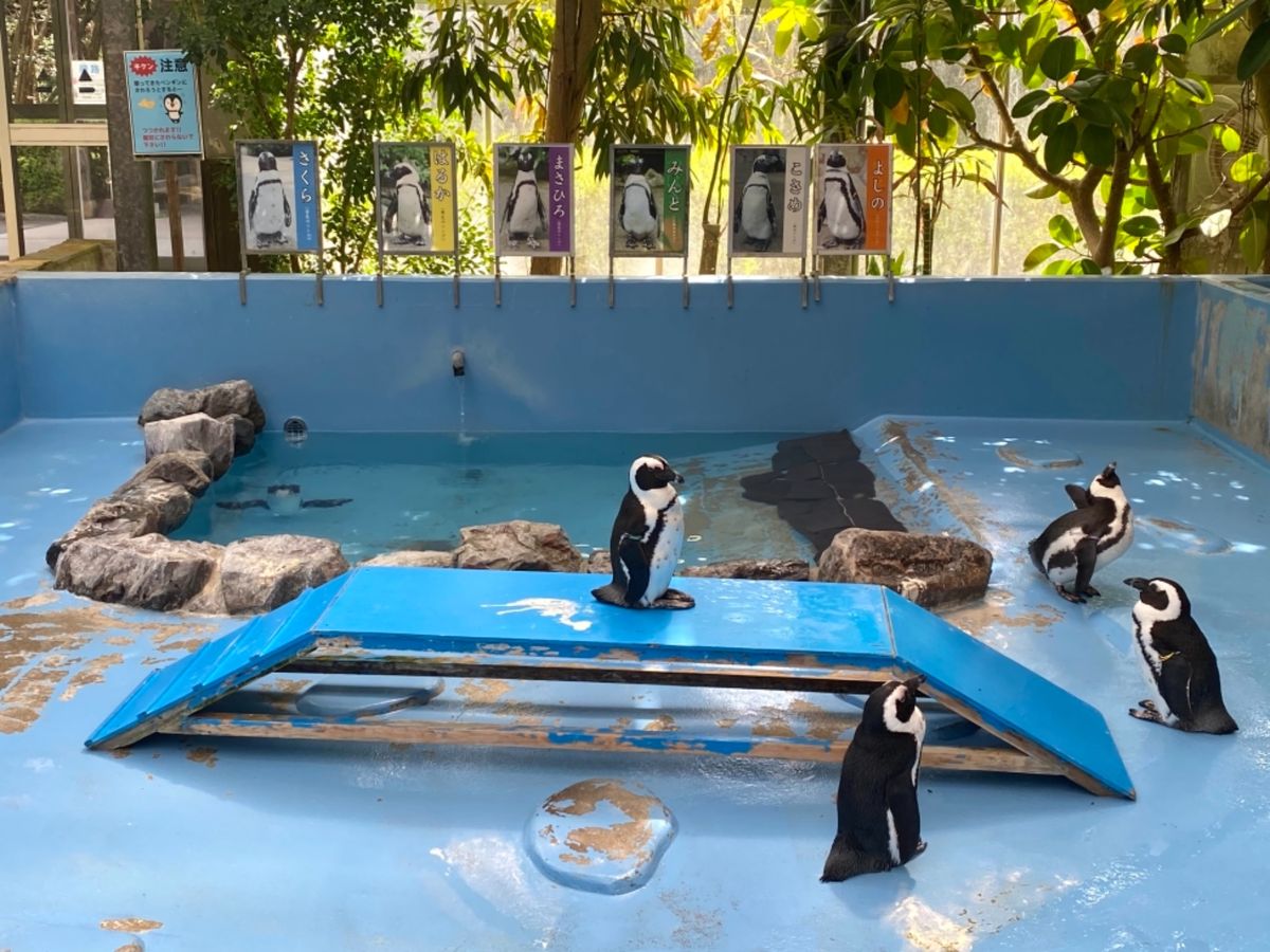 松江フォーゲルパーク花鳥園

ペンギンちゃん達可愛い！！🐧