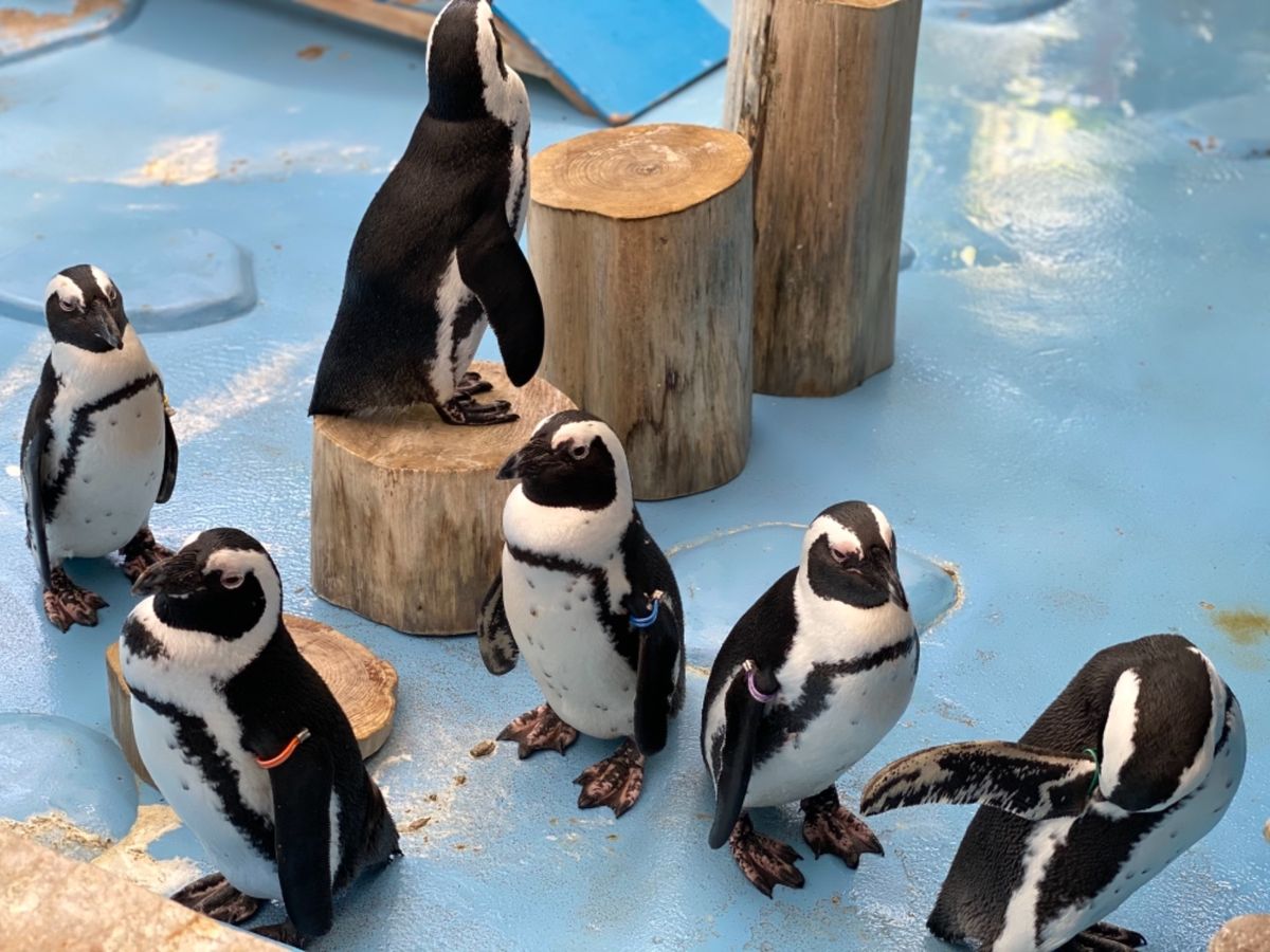 🦜たちの餌やり体験から出てくると
🐧ちゃん達が何故か柵のすぐそばに密集して...