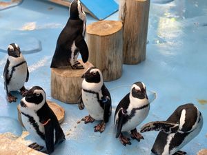 🦜たちの餌やり体験から出てくると
🐧ちゃん達が何故か柵のすぐそばに密集して...