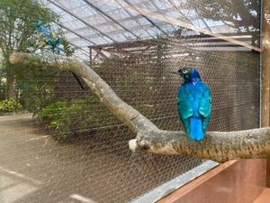 松江フォーゲルパーク花鳥園

この大股っぷり！🦜

長崎バイオパークの放し...