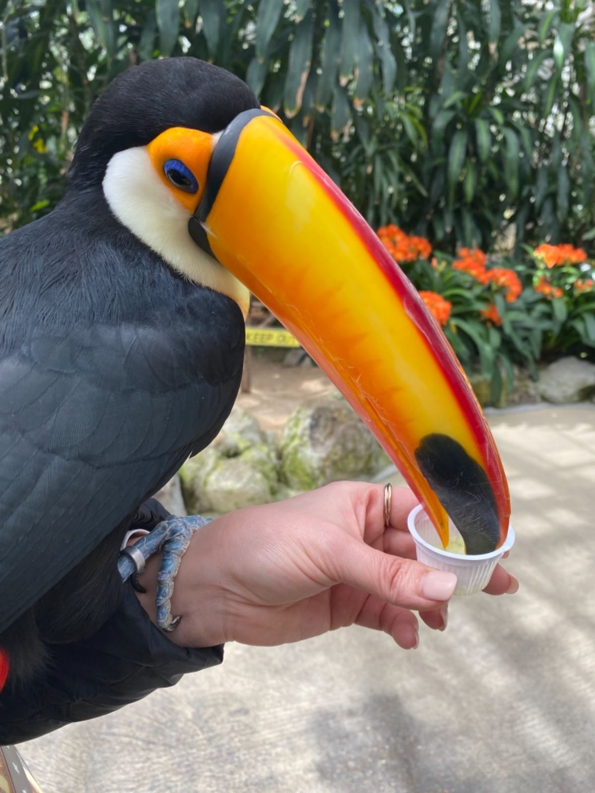 当然のように金に物言わせて
餌やり体験した😍

可愛いすぎる😍