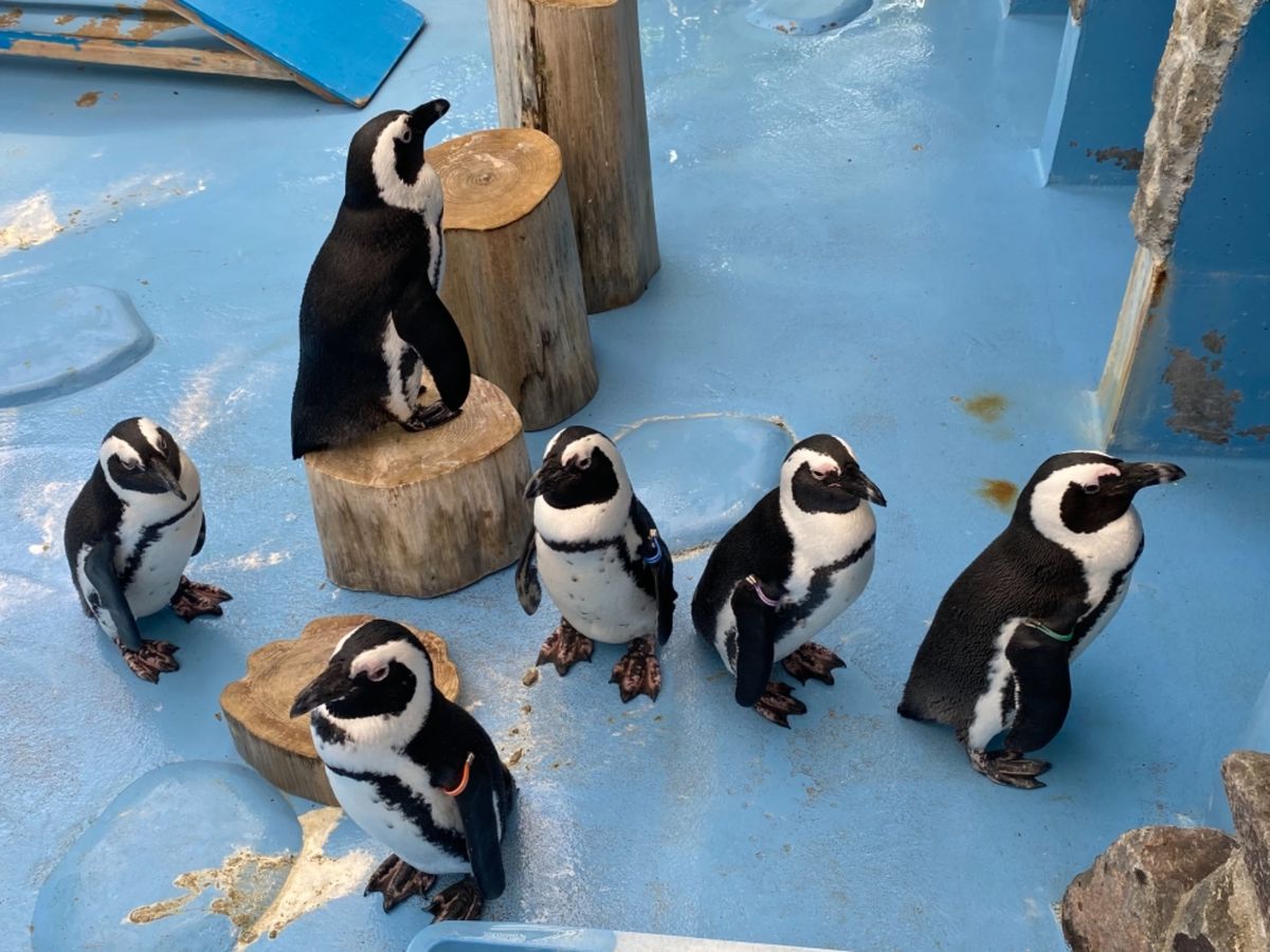 🦜たちの餌やり体験から出てくると
🐧ちゃん達が何故か柵のすぐそばに密集して...