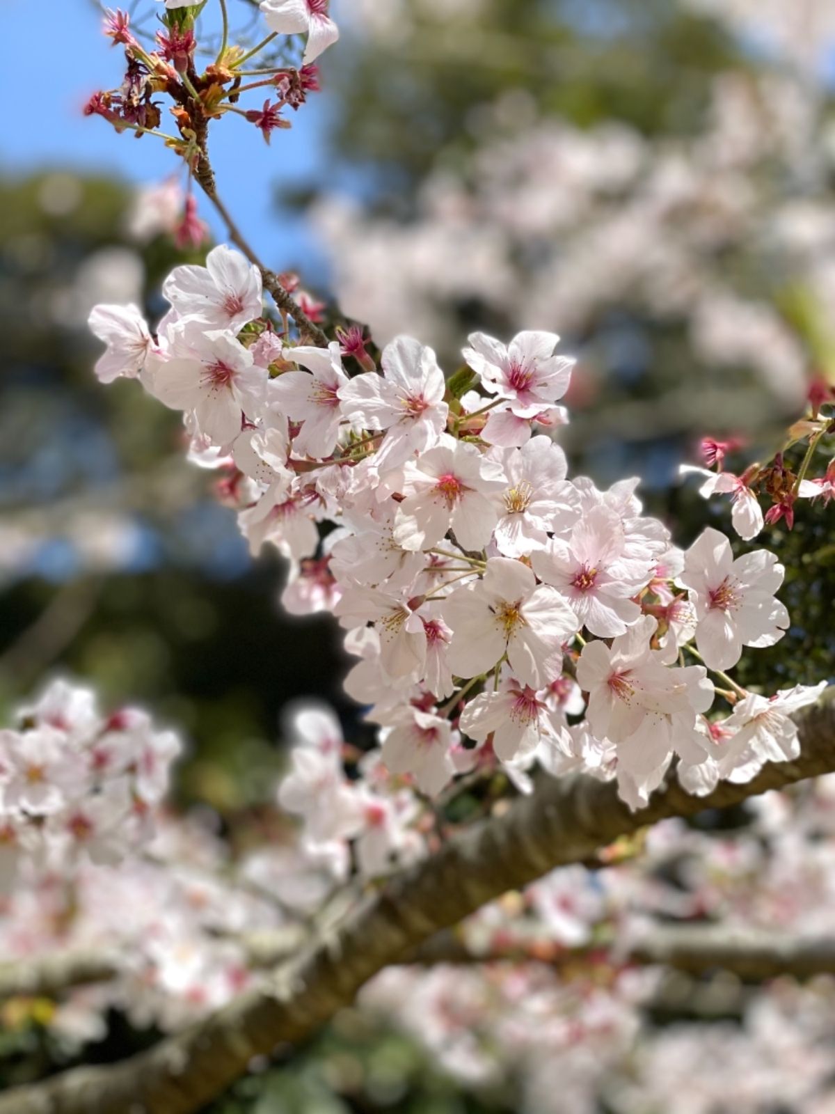 松江フォーゲルパーク花鳥園

福岡は桜はもう散ってしまってたけど
島根はま...