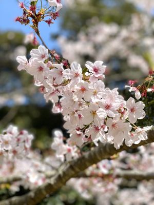 松江フォーゲルパーク花鳥園

福岡は桜はもう散ってしまってたけど
島根はま...