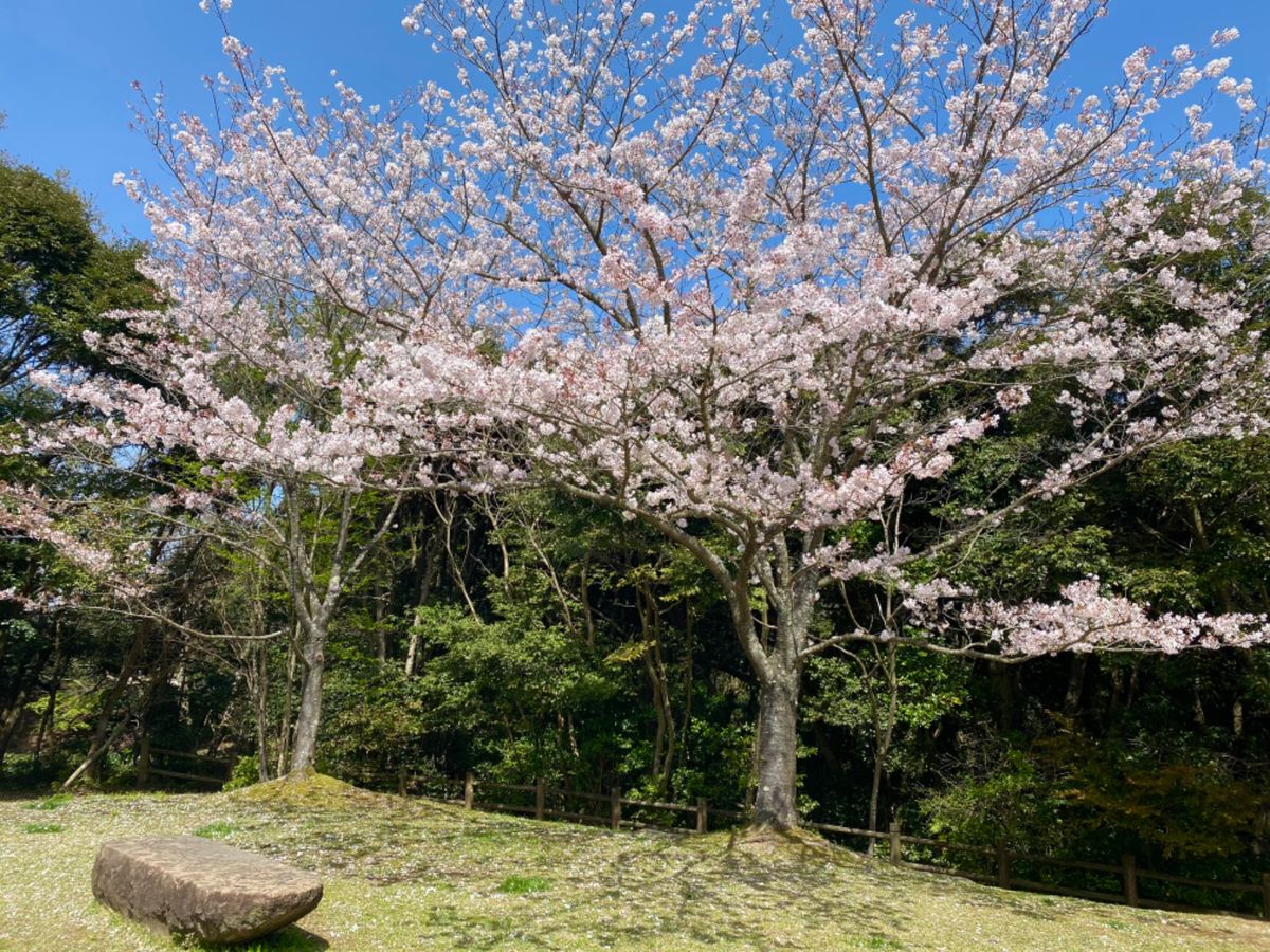松江フォーゲルパーク花鳥園

福岡は桜はもう散ってしまってたけど
島根はま...