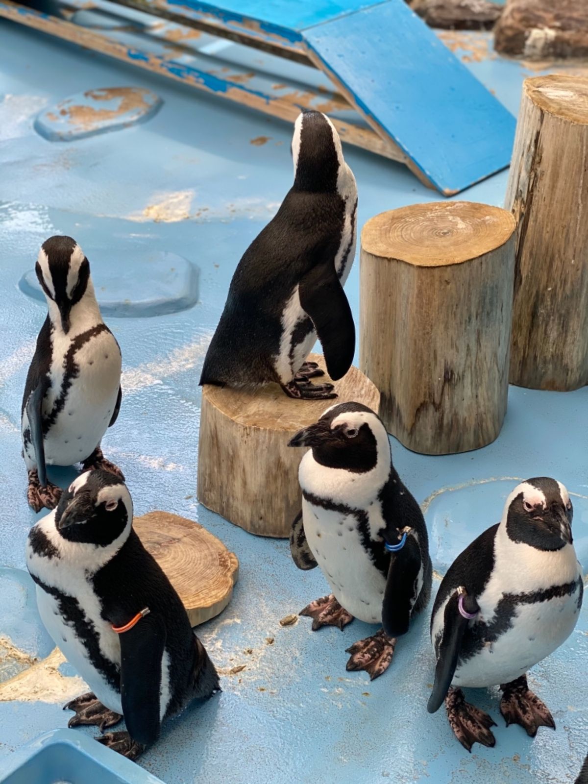 🦜たちの餌やり体験から出てくると
🐧ちゃん達が何故か柵のすぐそばに密集して...