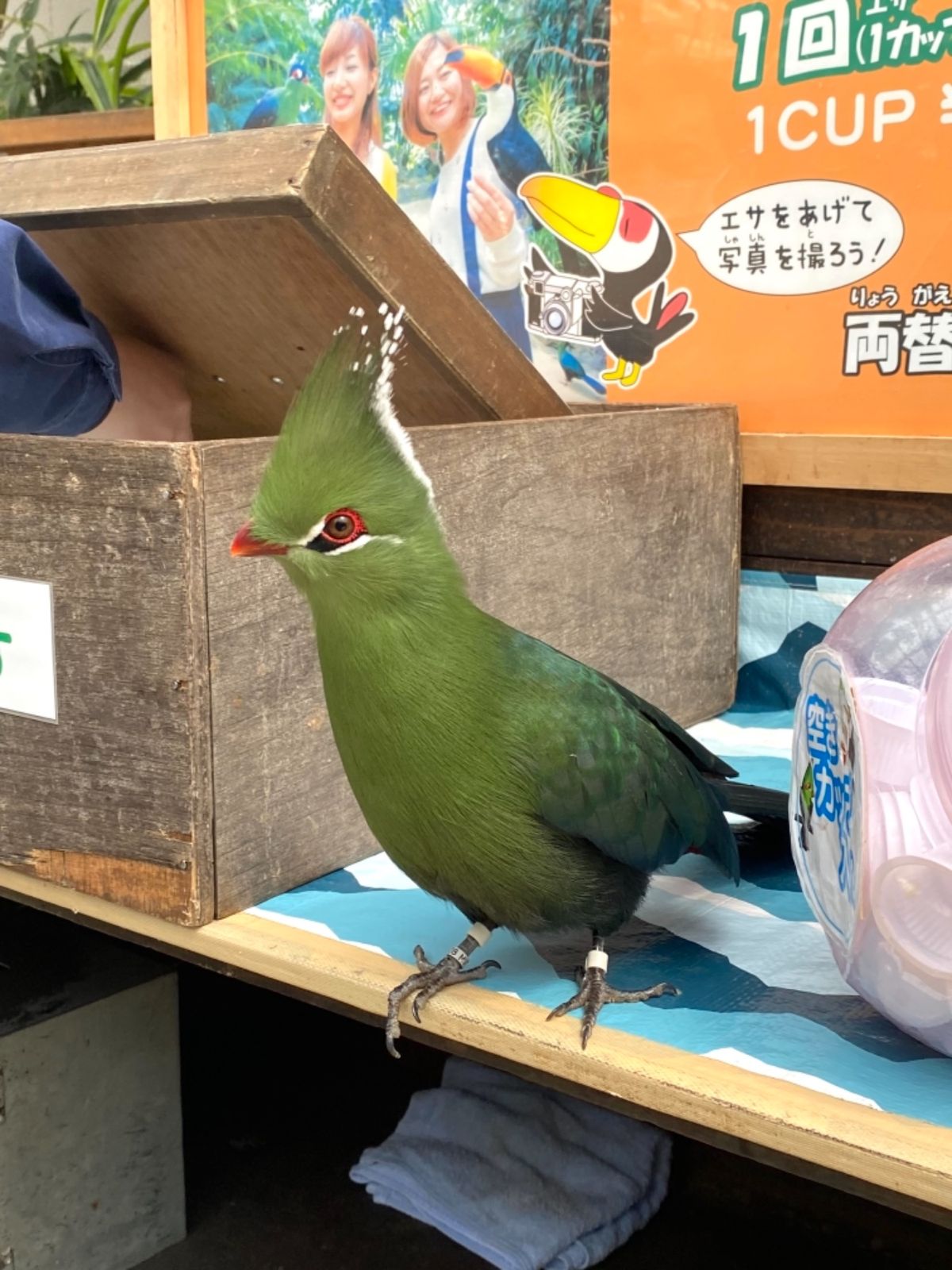 当然のように金に物言わせて
餌やり体験した😍

可愛いすぎる😍